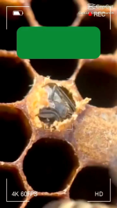 Madu Murni Madu AkasiaRanduMultiflora Gholiban KlancengHutan PahitHitam pahit