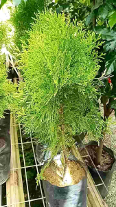 Pokok Thuja Pine Polybag (Tahan Panas)