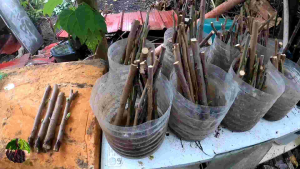 Mulberry Tree: An Easy-Care, Environmentally Friendly Decorative Plant