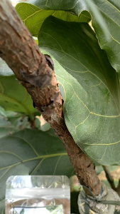 FastRoot Powder Rooting Hormone: A Guide for Houseplant & Succulent Propagation