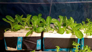 ปุ๋ย AB ออแกนิค /สำหรับพืชสีเขียว