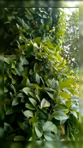 Jual Cincau Rambat Daun Cincau Jelly Cincau Cina