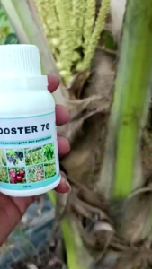 PUPUK BOOSTER 76 buah BELI 3 GRATIS 1 pupuk untuk tanaman buah penyubur pelebat buah 100ml/250ml