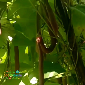 10 BUTIR BIJI/BENIH TANAMAN BUNCIS UNGU | PURPLE BEAN