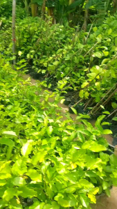 cây chanh dây ngọt siêu trái