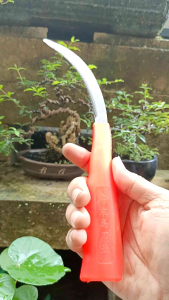 Gergaji Program Bonsai & Repoting Akar