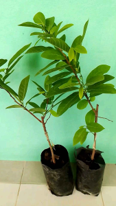 ต้นน้อยหน่าหนัง เขียวเกษตร แบบเสียบยอด ชุด 2 ถุง โดยไม่มีเครื่องหมายในปัจจุบัน