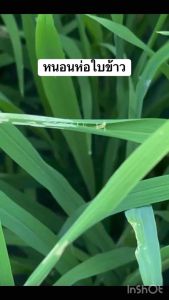 เคนเมท - อินดอกซาคาร์บ 30% (สารตัวเดียวกับแอมเมท) ขนาด100 กรัม สารกำจัดหนอนใบขาวดื้อยา หนอนชอนใบ หนอนเจาะต้น