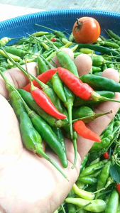 Cabe Rawit Acung Segar Pedas Maksimal ( kemasan 250 Gram )