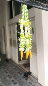 melati palsu premium Sultan panjang 1meter 5 untai