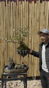 Chậu trồng cây bonsai Hắc Long Giao Thủy 54x32x35 cm - Avatar Decor - Trang trí phòng khách bàn làm việc