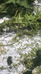 Trà Đu Đủ đực lân cả hoa khô sạch gói 1KG tiêu u và phong chống ung thư