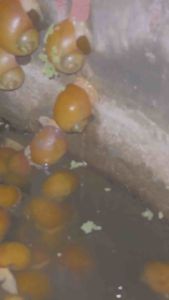 พ่อแม่พันธ์ุหอยเชอร์รี่สีทอง เช็ทใหญ่