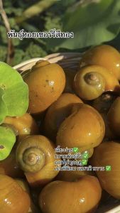 หอยเชอร์รี่สีทอง รุ่นหนุ่มสาว(จำศีลส่ง)