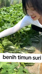 BENIH TIMUN SURI HIJAU ZEBRA cepat tumbuh buah hijau jumbo