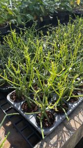 Euphorbia Tirucalli พญาไร้ใบ ต้นไม้มงคล เลี้ยงน้ำได้ ช่วยฟอกอากาศ ต้นไม้สไตล์มินิมอล เลี้ยงง่าย ทนแดด ทนแร้ง ทนฝน