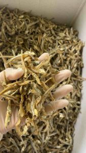 ปลาจิ้งจั้งเกรดดี 3-4-5