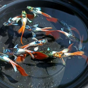 อาหารปลา ปลาหางนกยูงซานต้าครอส ซานตาครอส หางนกยูง