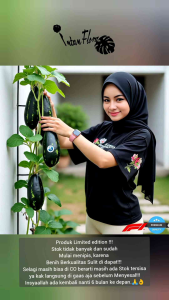 Akhirnya di jual juga- benih Semangka Black Sweet Sugar F1 Premium (isi:2 bonus 1 =3 Benih F1) siap semai