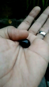 Batu mustika Fosil Galih Asem Ori