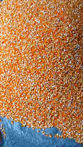 kemasan benih jagung kuning original jagung alami