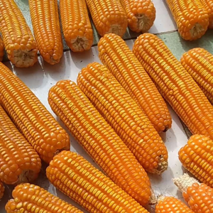 bibit jagung lokal hibrida jagung tawar  masih bonggolan hasil pilihan harga 1 kg