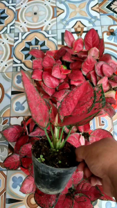 PROMO TANAMAN HIAS AGLONEMA RED ANJAMANI DAUN 3/4/5 MENOR