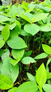 Tanaman sena kate mas obat ditet 250 gram