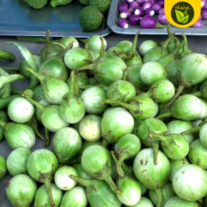 50 Seeds for Planting Binhi Pantanim Aurora Eggplant