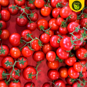 cherry tomato 5 seeds fruit outdoor garden plant