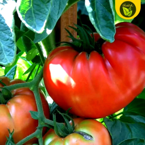 10 seeds binhi pantanim kinalabasa tomato kamatis fruit