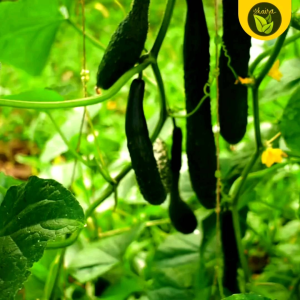Binhi pantanim 5 seeds chinese pickling cucumber variety outdoor fruit plant