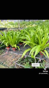 เฟิร์นโอซาก้า (Fern Asplenium Osaka) กระถาง 6นิ้ว แต่งบ้าน แต่งอาคารสวยในอาคารบ้านค่าเฟ่