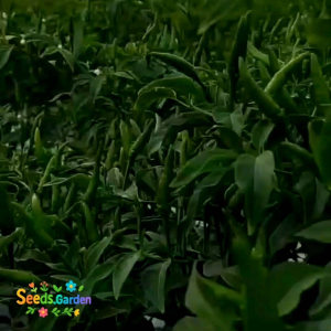 150 BUTIR BIJI/BENIH TANAMAN CABE RAWIT HIJAU