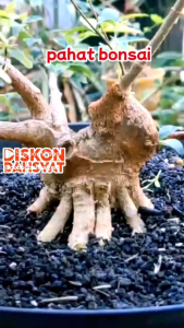 Alat Pahat Kambium Bonsai & Mini Wood Carving Tools