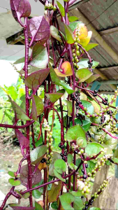 Buah angkung segar obat stroke 250 biji+bonus 10 biji