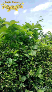 Kelopak bunga kupu-kupu +fitingan bahan kain brukat cantik murah dan terlaris