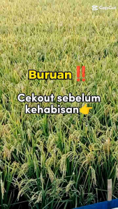 Benih Padi Pajero Baru Kerawang 5kg