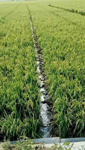 Benih Padi Ciherang Batang Lembang 5kg