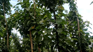 DAUN JATI SEGAR 10 LEMBAR LANGSUNG DI PETIK