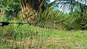 ALAT// PERANGKAP JERAT RACIK RUAK RUAK 5 GULUNG KAREO BURUNG SAWAH TERUJI KWALITAS JAMINN 105 MATA RACIK BONUS KRINCINGAN