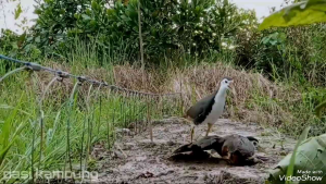 BONUS 2 DOBEL LONCENG RACIK RUAK RUAK 4 IKAT SIAP PAKAI KAREO BURUNG SAWAH  AYAM HUTAN JUGA BISA TERUJI KWALITAS JAMINN 84 mata RACIK