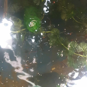 500gr Thức ăn đạm cao cho Cá kiểng: betta guppy 7 màu xecam Koi mún ba đuôi... Cám đạm cao >40%