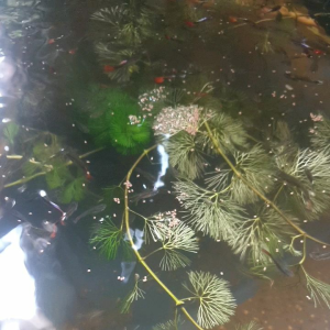 250gr Thức ăn đạm cao cho Cá kiểng: betta guppy 7 màu xecam Koi mún ba đuôi... Cám đạm cao >40%