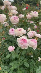 กุหลาบญี่ปุ่นมองเคอร์เลี้ยงง่ายมาก! ดอกโต หอม ถุงละ 100-300 บาท ส่งยกต้นพร้อมดอก