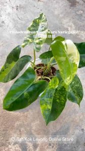 TKL - Philodendron Burle Marx Variegated 伯乐锦蔓绿绒