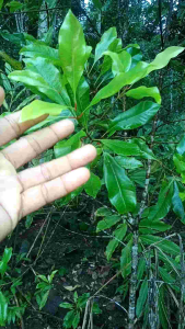 Daun Cengkih Muda Segar (100 Lembar): Penghangat Badan Alami Tradisional Kampung