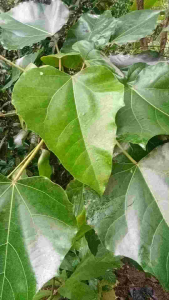 DAUN KEMIRI Sejuta Manfaat untuk Kesehatan Spesial (kemasan 500gram)