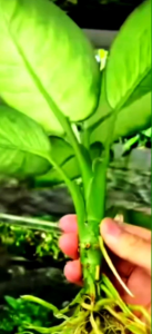 WaterCultivated Dieffenbachia Tropic Snow   / Dieffenbachia plants / pokok keladi pisang tropic snow -Dieffenbachia 花葉萬年青Tropic Snow