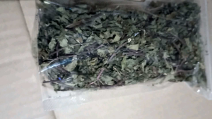 Daun mint kering daun keresmen kering